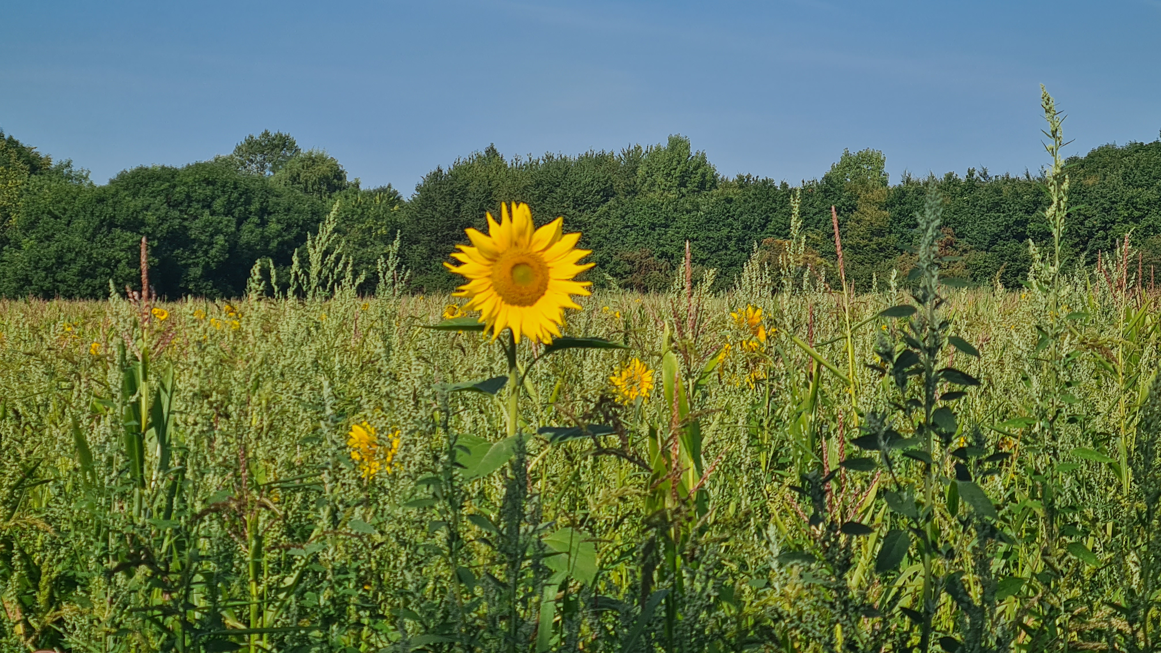 Praxis für Human-Therapie